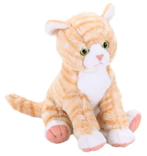 CK ORANGE TABBY CAT