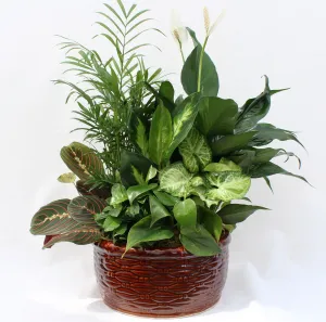 Indoor Mixed Dish Garden